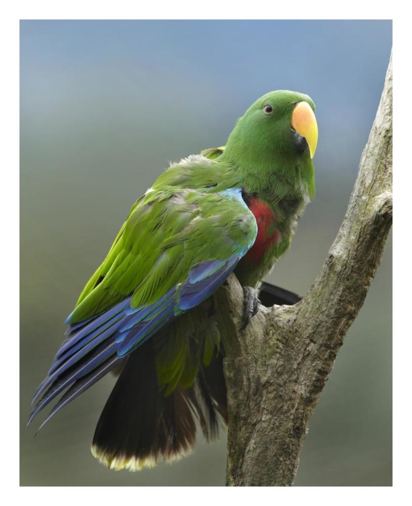 Eclectus Parrot male, Jurong Bird Park, Singapore-Paper Art-22"x26"
