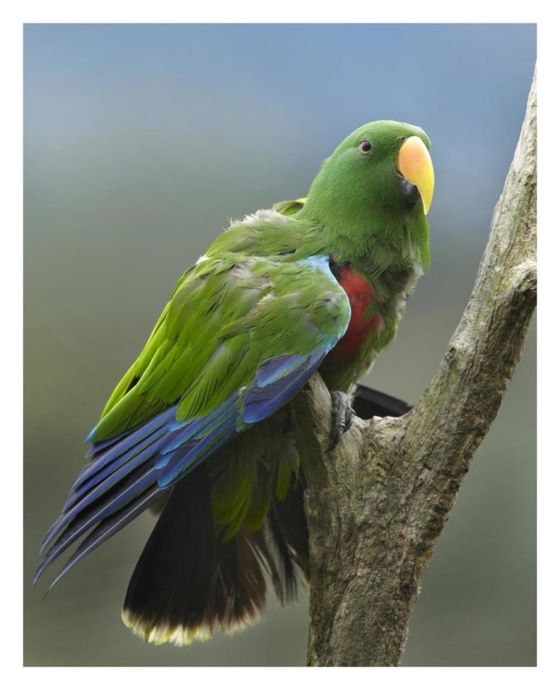 Eclectus Parrot male, Jurong Bird Park, Singapore-Paper Art-24"x30"