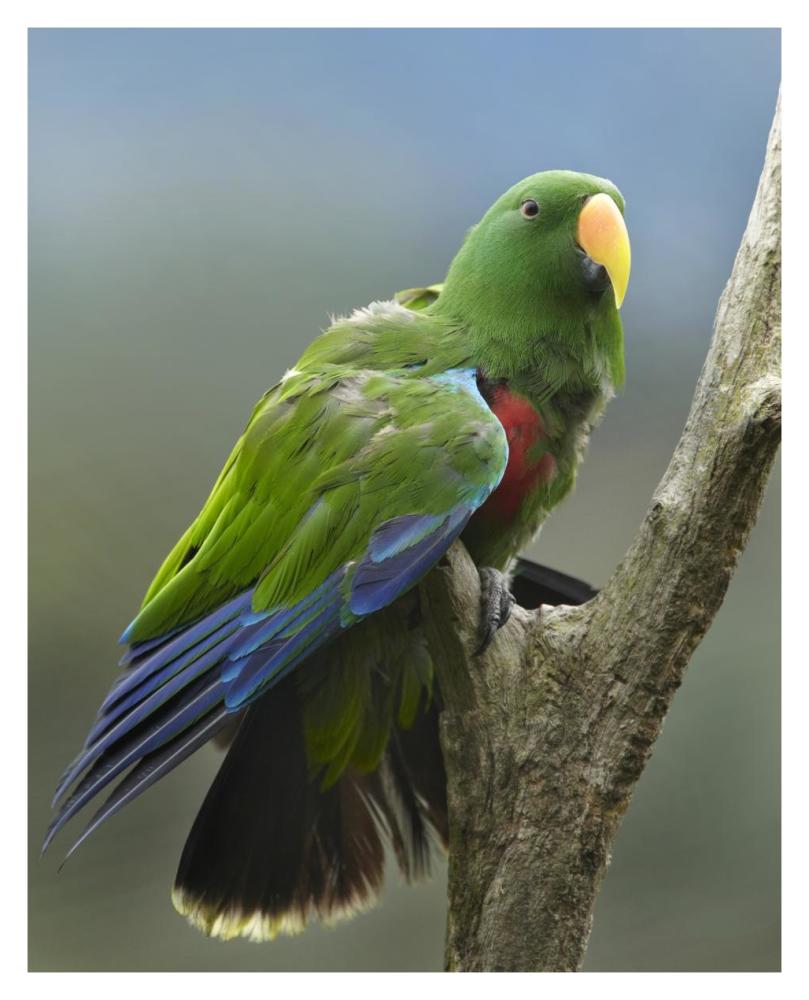 Eclectus Parrot male, Jurong Bird Park, Singapore-Paper Art-30"x37"