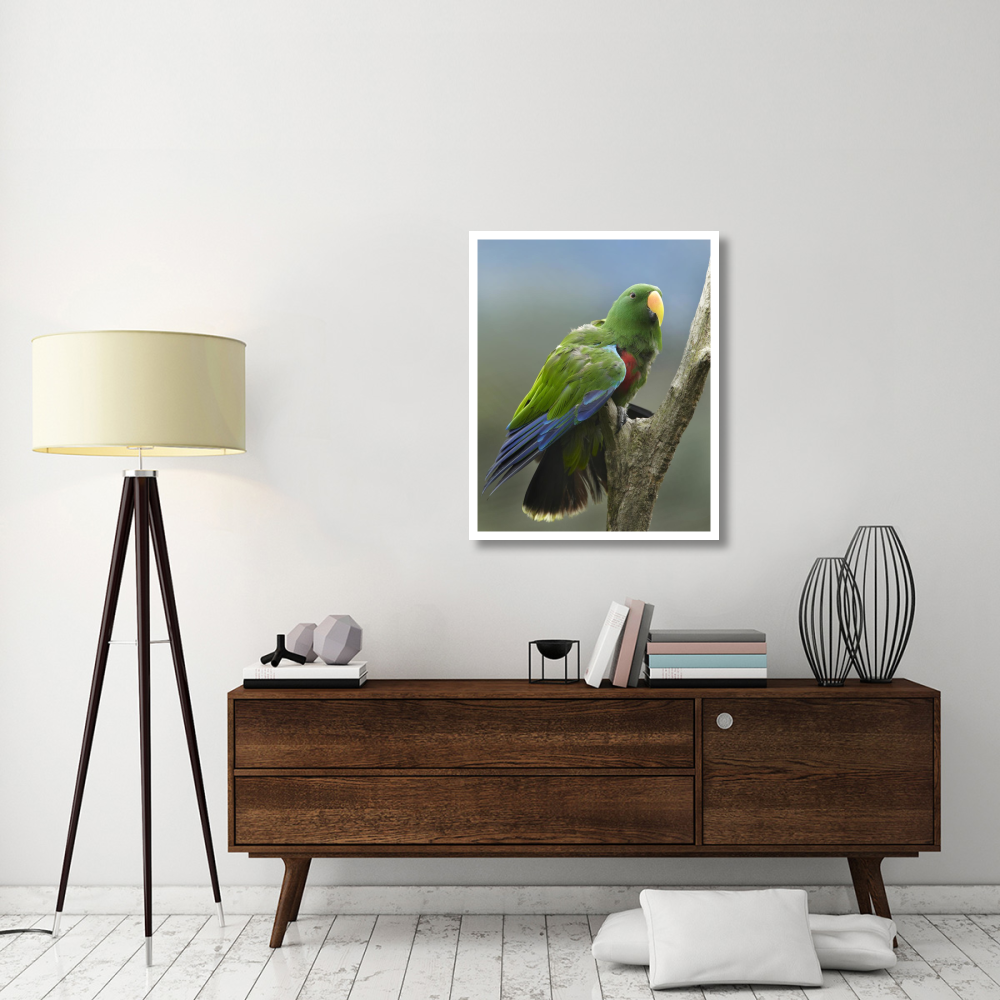 Eclectus Parrot male, Jurong Bird Park, Singapore-Paper Art-30&quotx37"