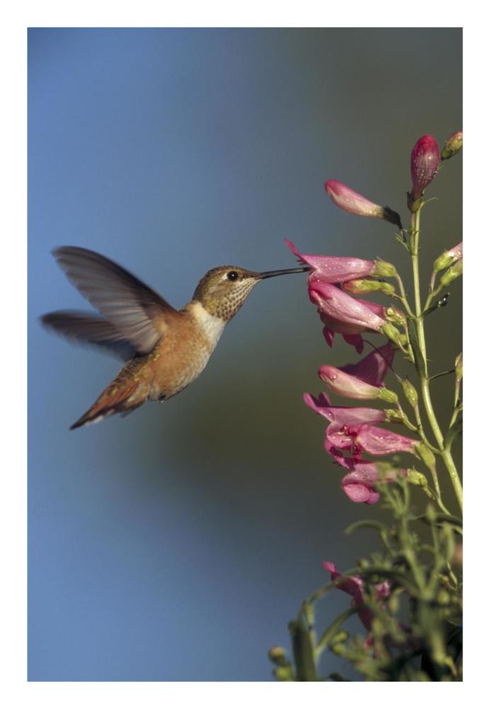 Rufous Hummingbird feeding on flowers, New Mexico-Paper Art-18"x26"
