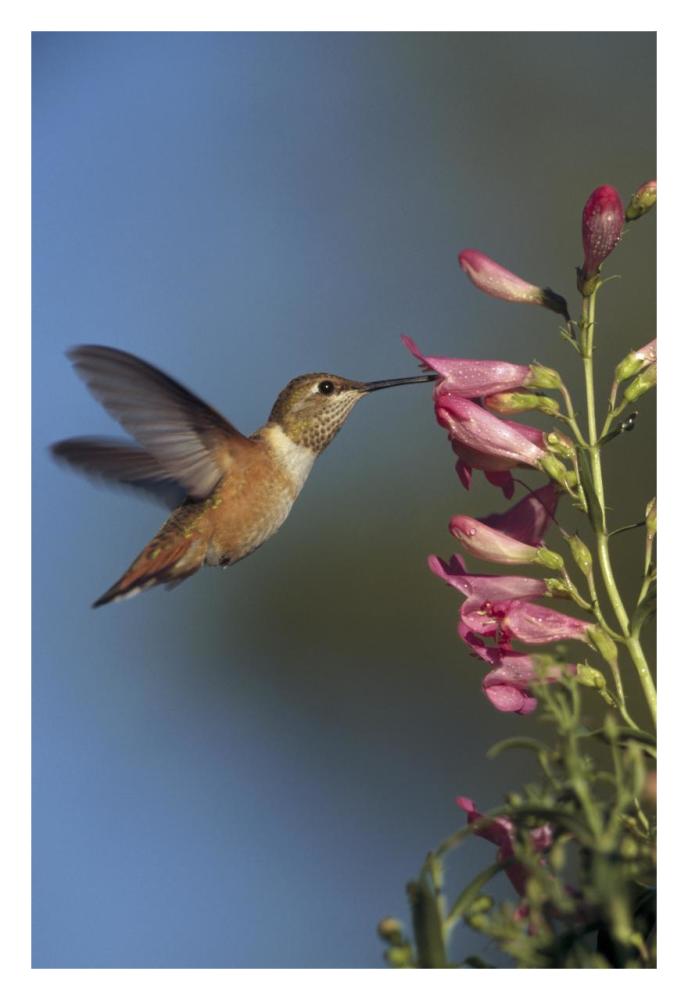 Rufous Hummingbird feeding on flowers, New Mexico-Paper Art-22"x32"