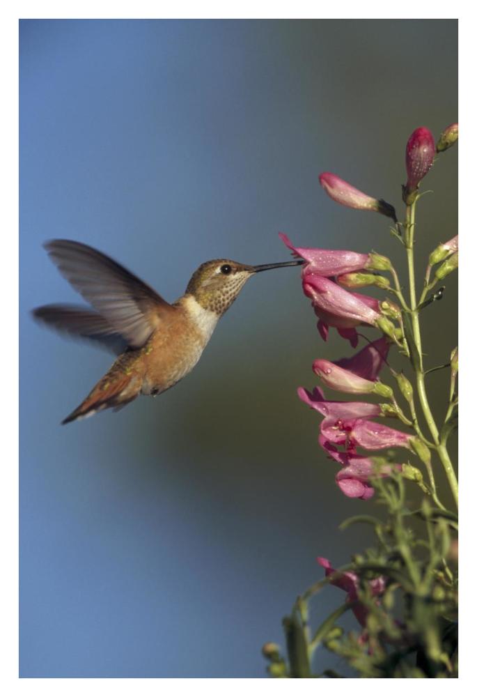Rufous Hummingbird feeding on flowers, New Mexico-Paper Art-26"x38"