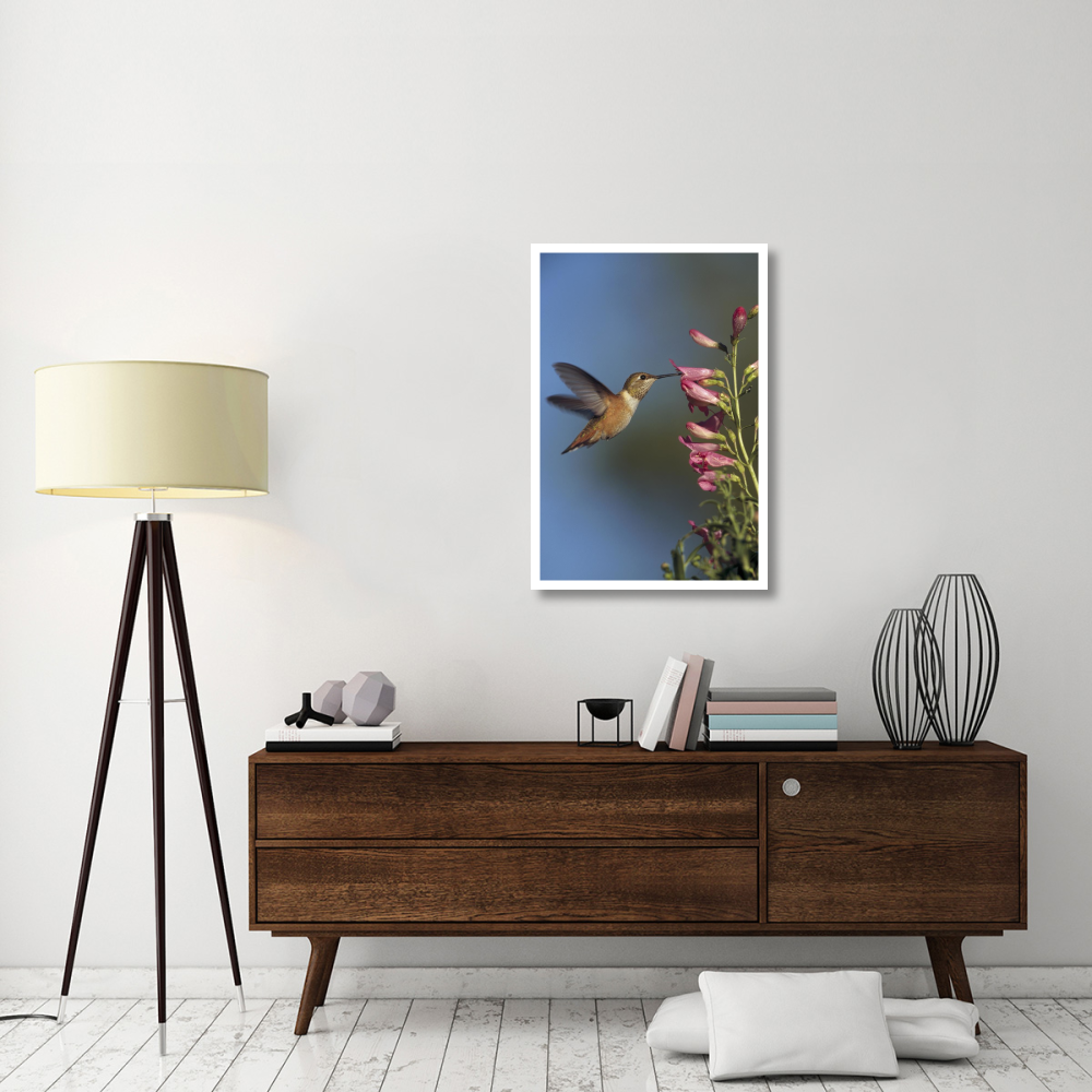 Rufous Hummingbird feeding on flowers, New Mexico-Paper Art-26&quotx38"