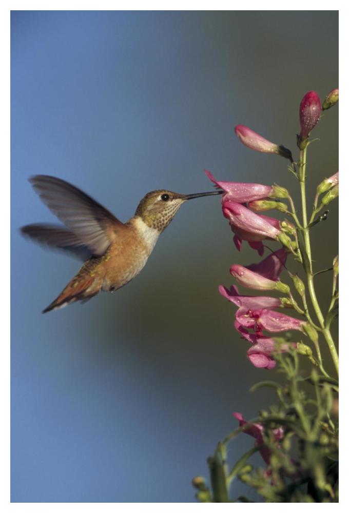 Rufous Hummingbird feeding on flowers, New Mexico-Paper Art-34"x50"