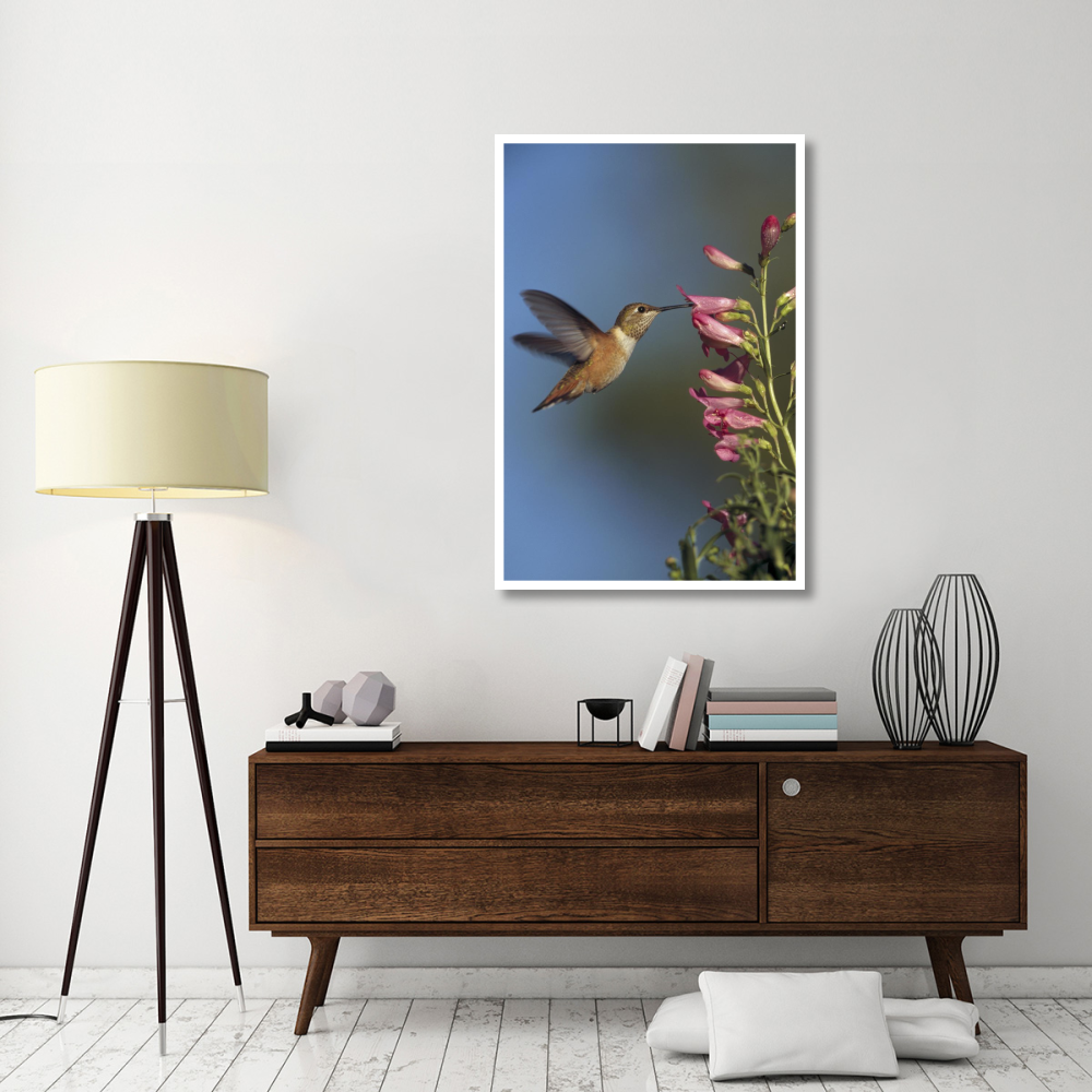 Rufous Hummingbird feeding on flowers, New Mexico-Paper Art-34&quotx50"
