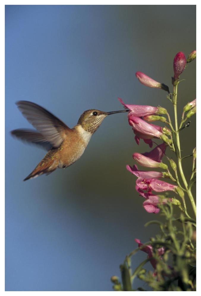 Rufous Hummingbird feeding on flowers, New Mexico-Paper Art-42"x62"