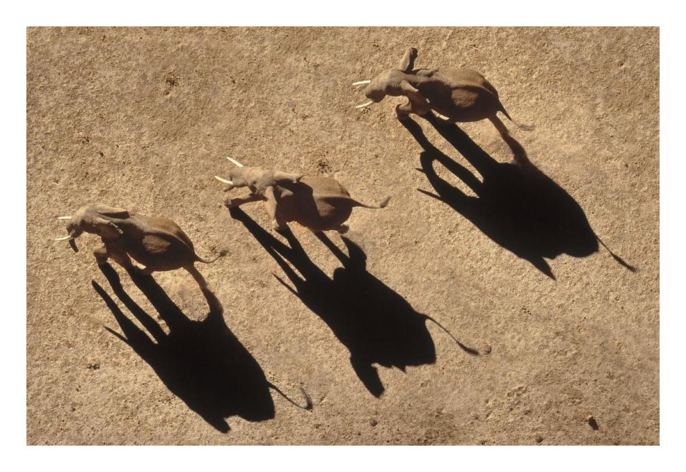 African Elephant trio aerial with shadows, Africa-Paper Art-26"x18"