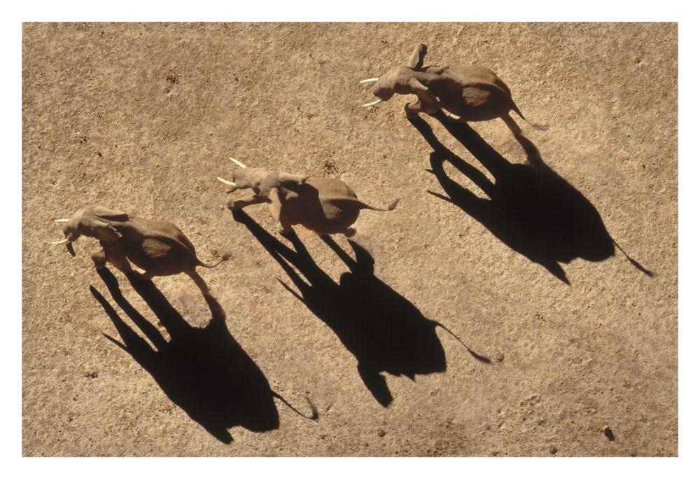 African Elephant trio aerial with shadows, Africa-Paper Art-32"x22"