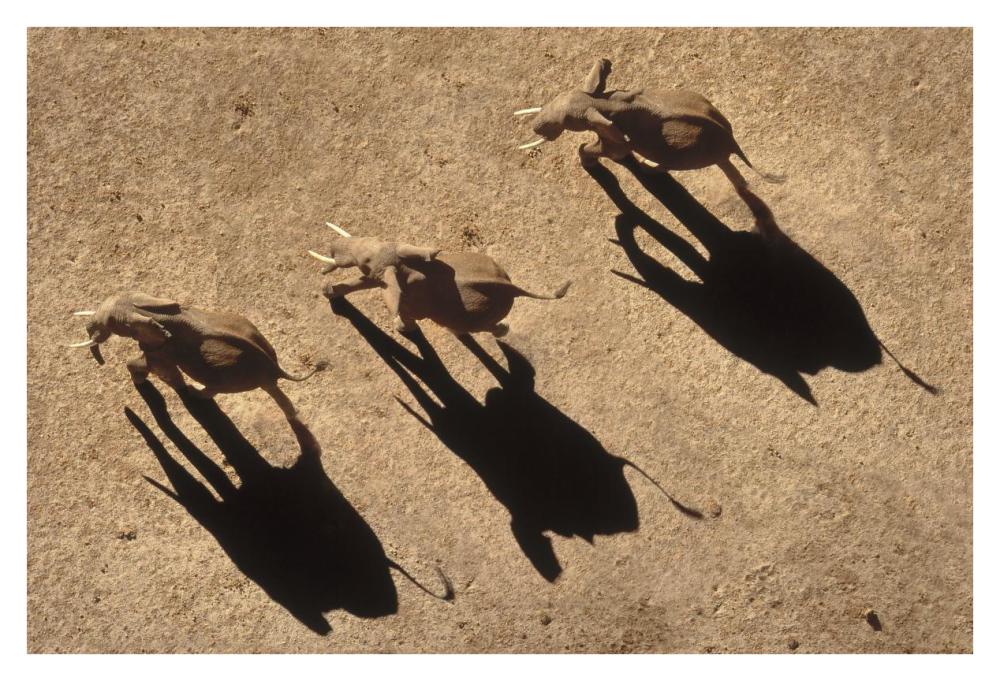 African Elephant trio aerial with shadows, Africa-Paper Art-38"x26"