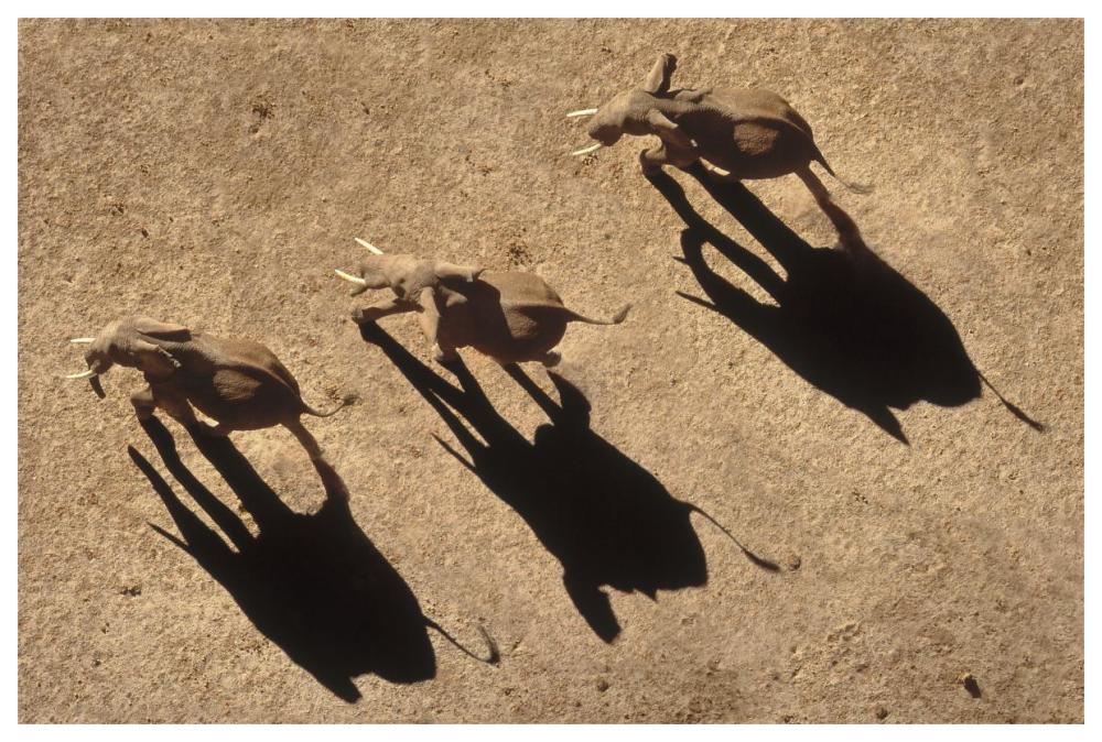 African Elephant trio aerial with shadows, Africa-Paper Art-62"x42"