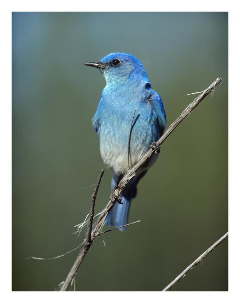 Mountain Bluebird perching on twig, North America-Paper Art-20"x26"