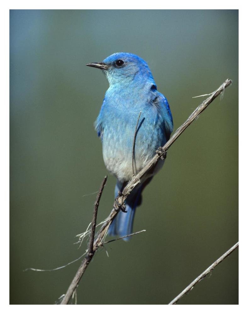 Mountain Bluebird perching on twig, North America-Paper Art-26"x34"
