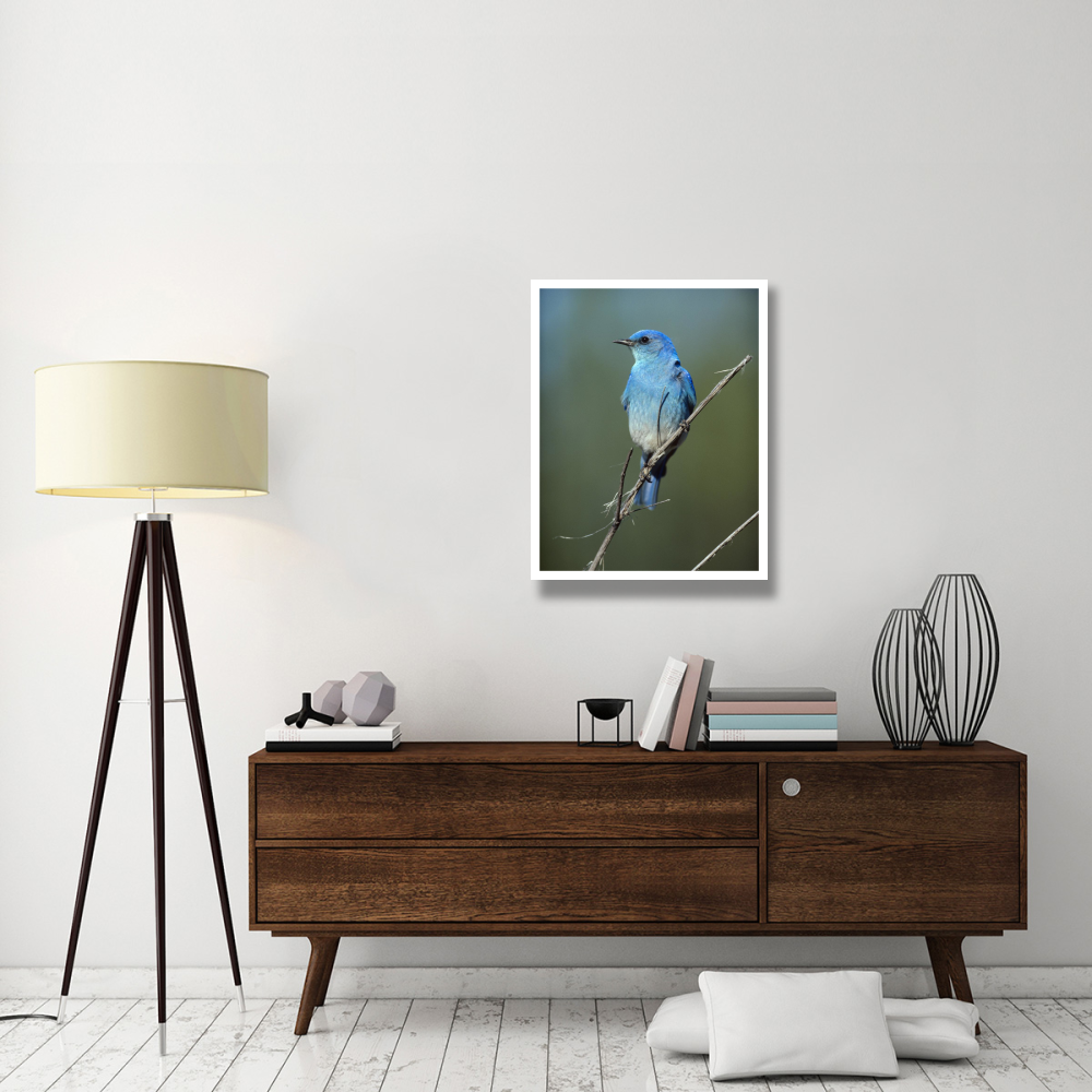Mountain Bluebird perching on twig, North America-Paper Art-26&quotx34"