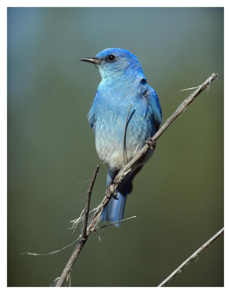 Mountain Bluebird perching on twig, North America-Paper Art-32"x42"