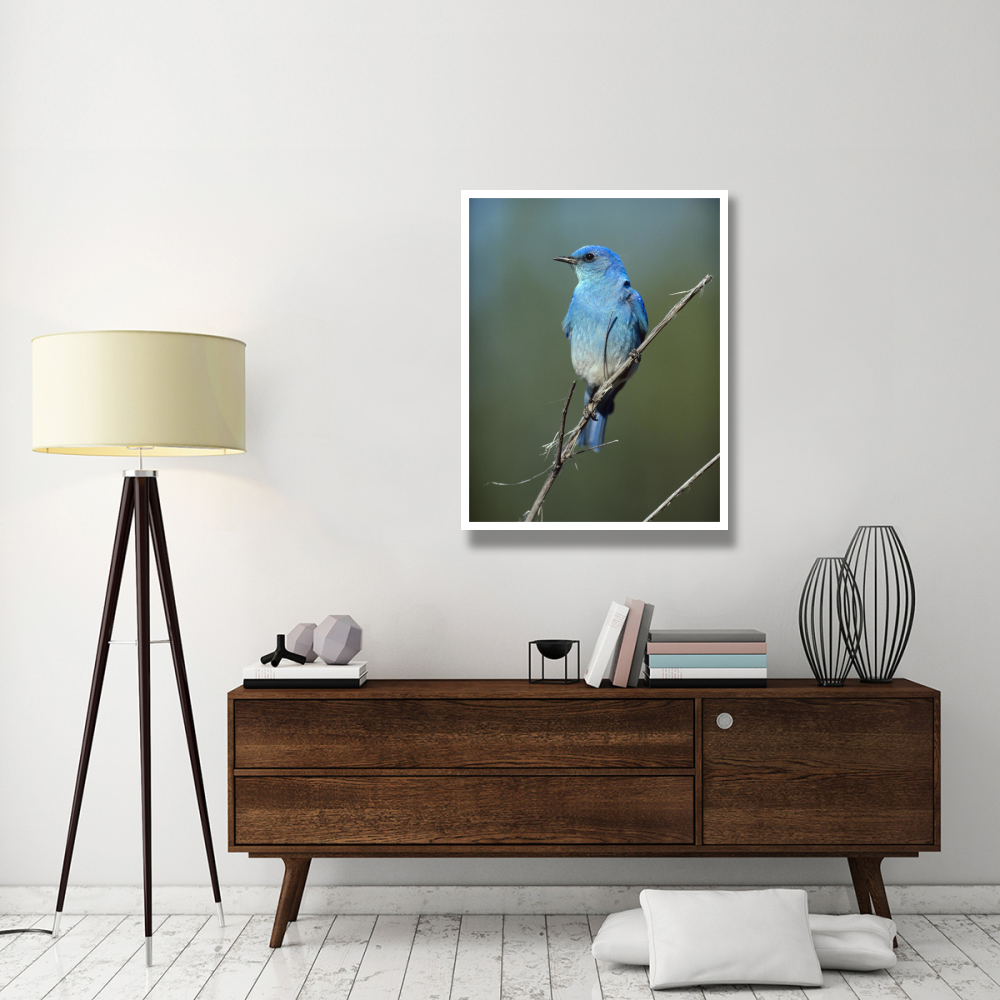 Mountain Bluebird perching on twig, North America-Paper Art-32&quotx42"