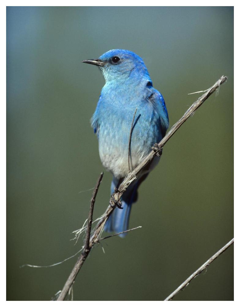 Mountain Bluebird perching on twig, North America-Paper Art-38"x50"