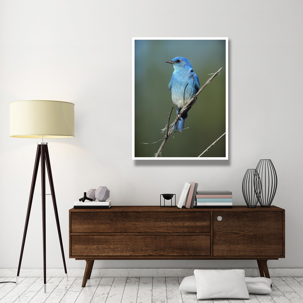 Mountain Bluebird perching on twig, North America-Paper Art-38&quotx50"