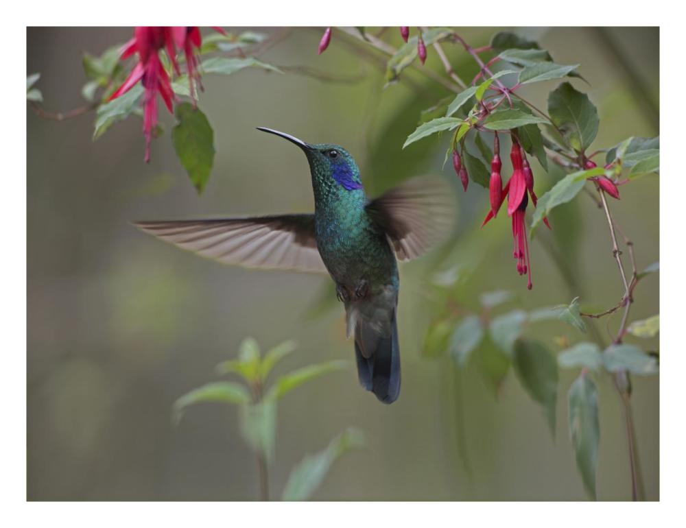 Green Violet-ear hummingbird foraging, Costa Rica-Paper Art-26"x20"