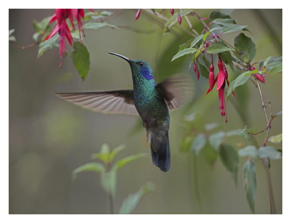 Green Violet-ear hummingbird foraging, Costa Rica-Paper Art-34"x26"