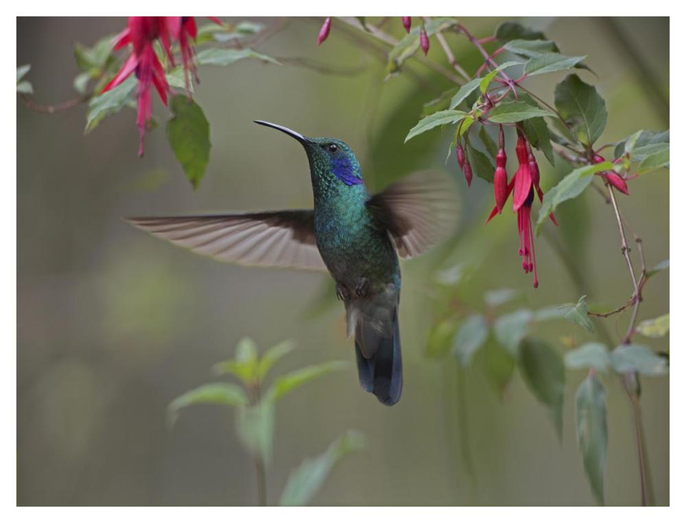Green Violet-ear hummingbird foraging, Costa Rica-Paper Art-42"x32"
