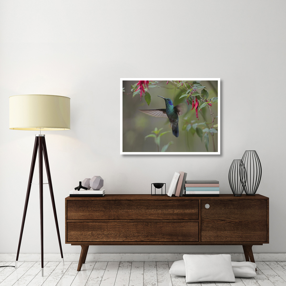 Green Violet-ear hummingbird foraging, Costa Rica-Paper Art-42&quotx32"