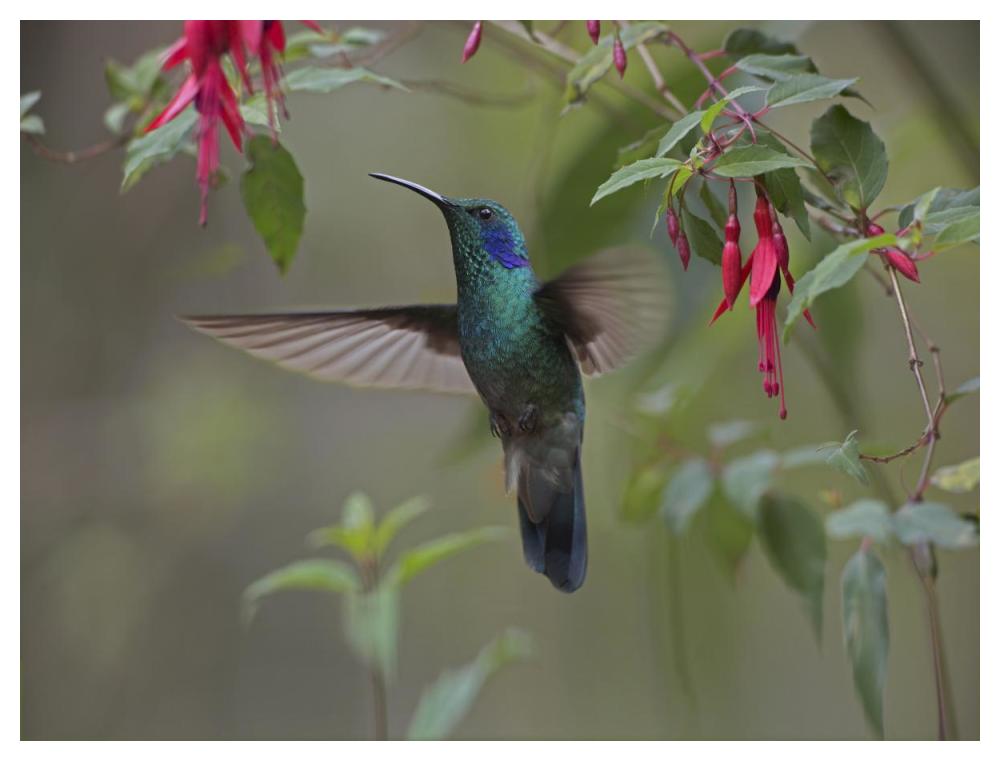 Green Violet-ear hummingbird foraging, Costa Rica-Paper Art-50"x38"