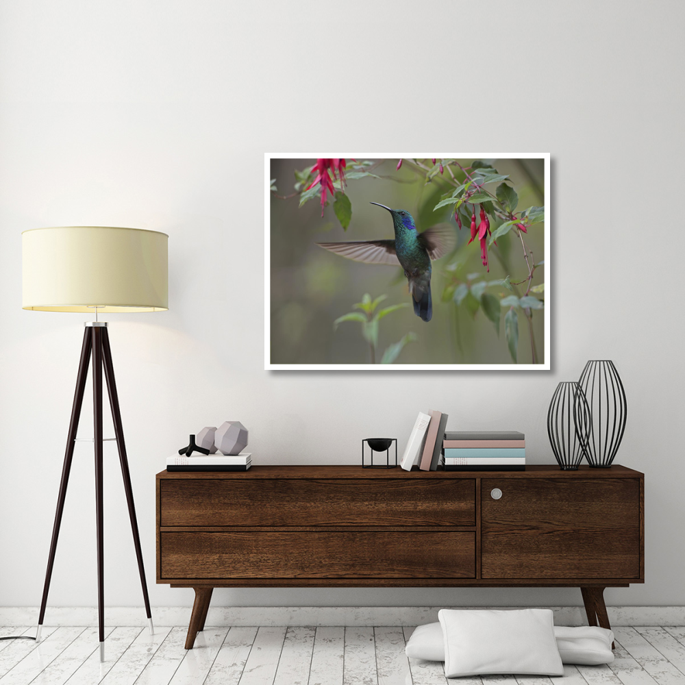 Green Violet-ear hummingbird foraging, Costa Rica-Paper Art-50&quotx38"