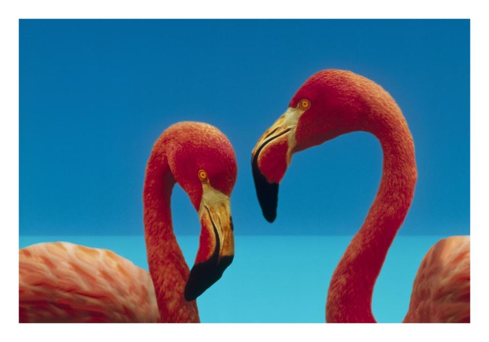 Greater Flamingo courting pair, Caribbean species-Paper Art-26"x18"