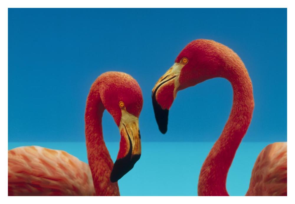 Greater Flamingo courting pair, Caribbean species-Paper Art-38"x26"