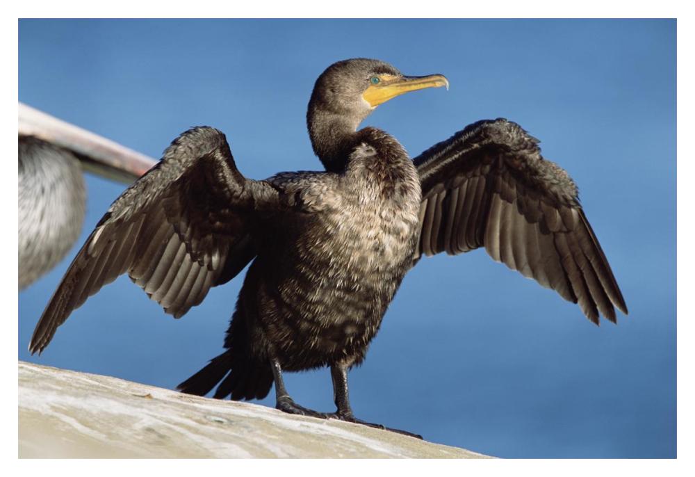Double-crested Cormorant drying wings, California-Paper Art-20"x14"