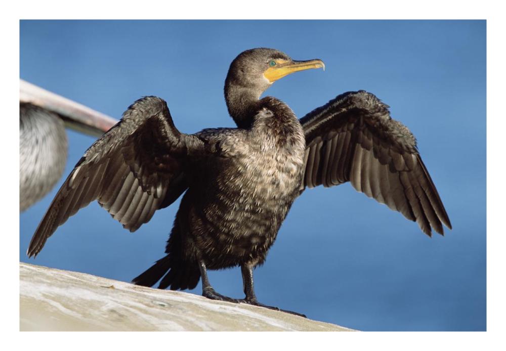 Double-crested Cormorant drying wings, California-Paper Art-26"x18"