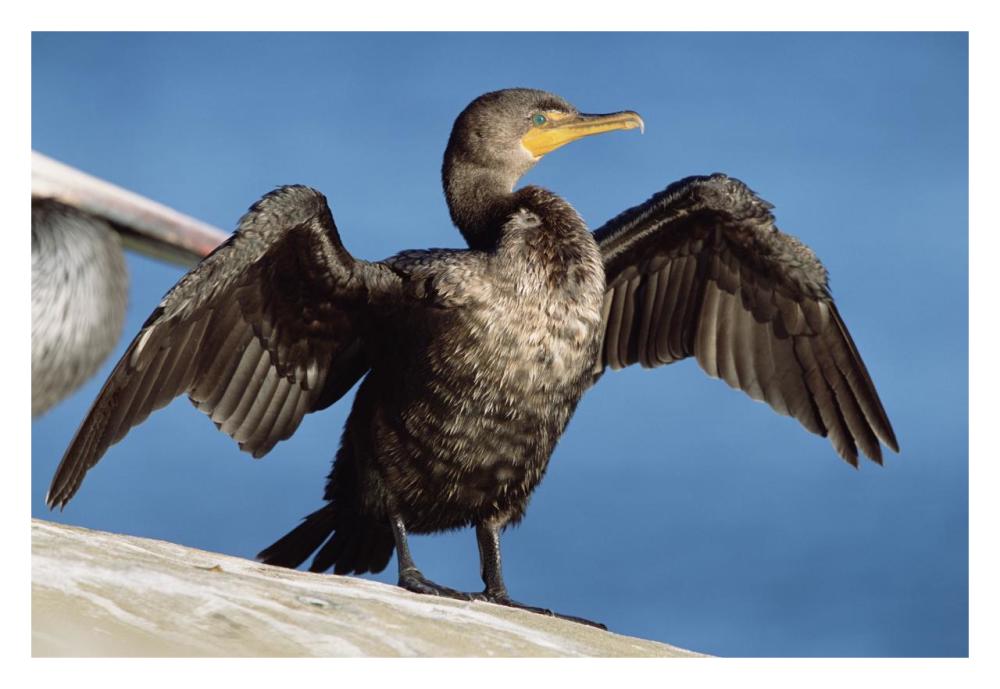 Double-crested Cormorant drying wings, California-Paper Art-32"x22"