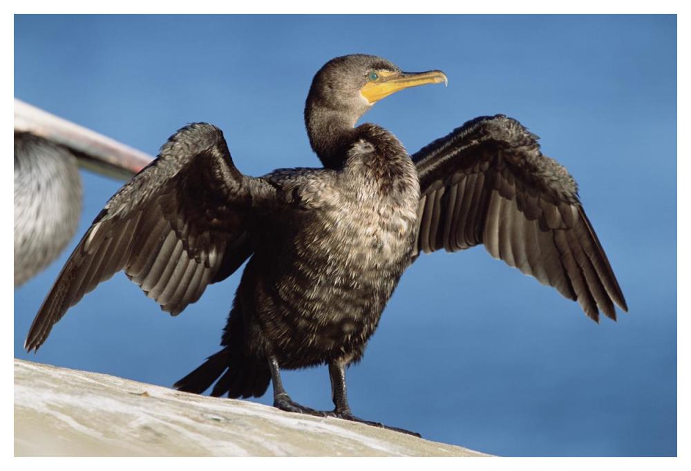 Double-crested Cormorant drying wings, California-Paper Art-50"x34"