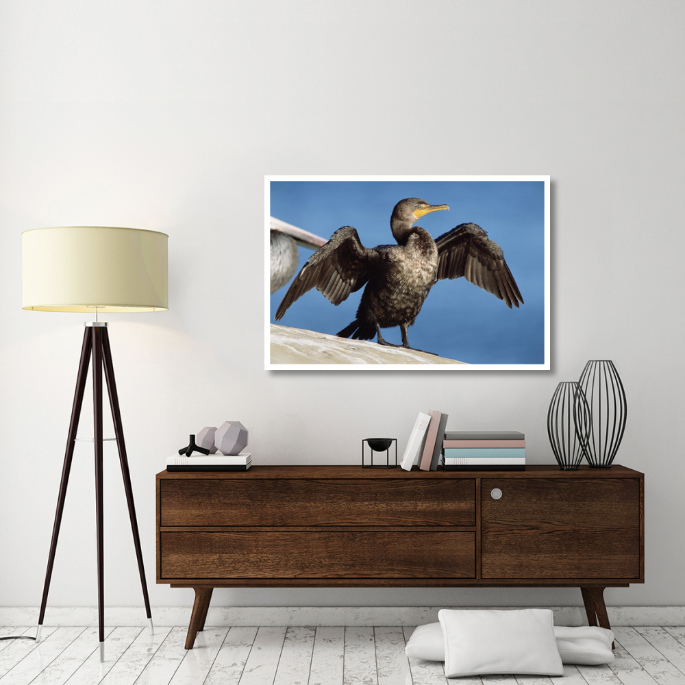 Double-crested Cormorant drying wings, California-Paper Art-50&quotx34"