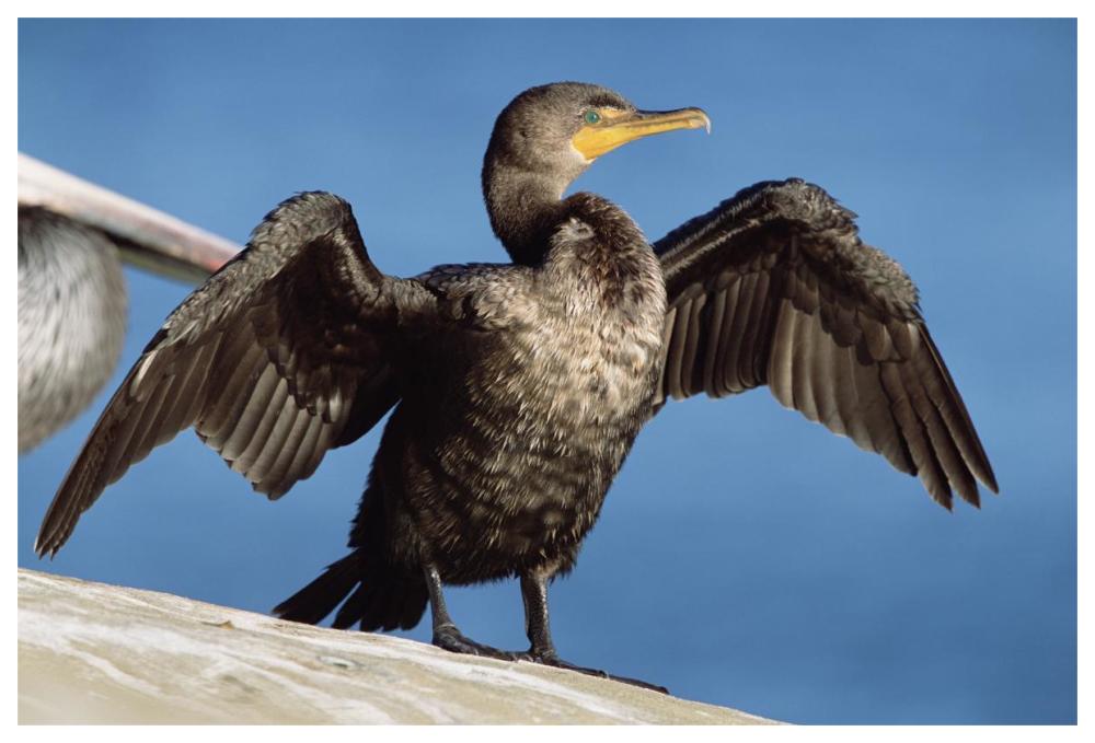 Double-crested Cormorant drying wings, California-Paper Art-62"x42"