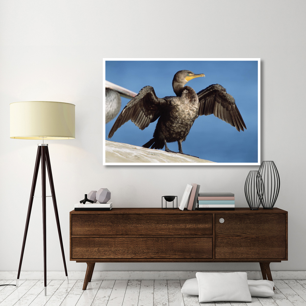 Double-crested Cormorant drying wings, California-Paper Art-62&quotx42"
