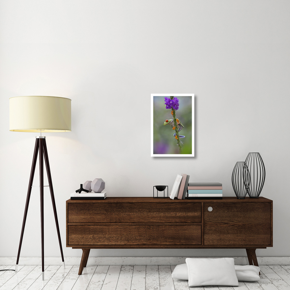 Red-eyed Tree Frog climbing on flower, Costa Rica-Paper Art-18&quotx26"