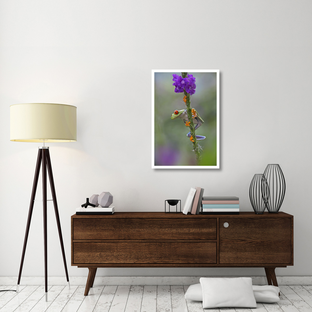 Red-eyed Tree Frog climbing on flower, Costa Rica-Paper Art-26&quotx38"
