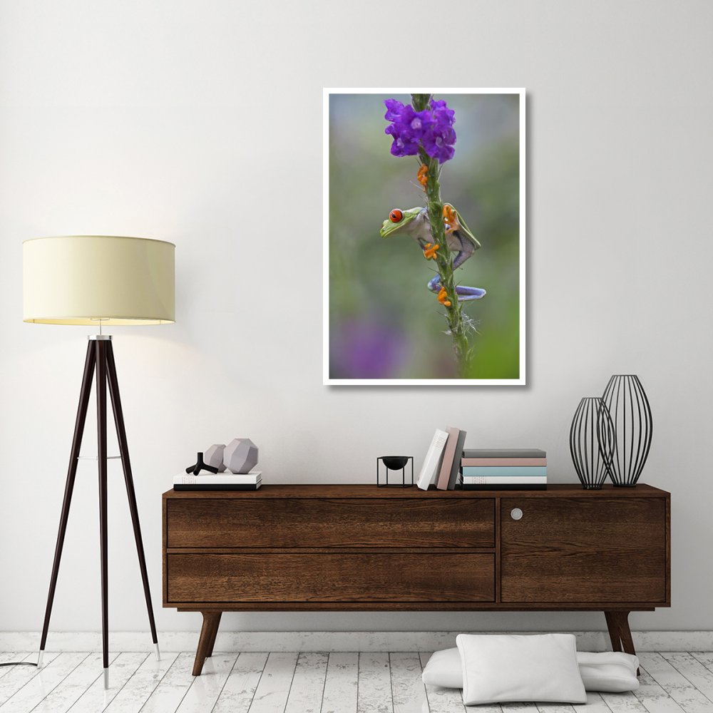 Red-eyed Tree Frog climbing on flower, Costa Rica-Paper Art-34&quotx50"