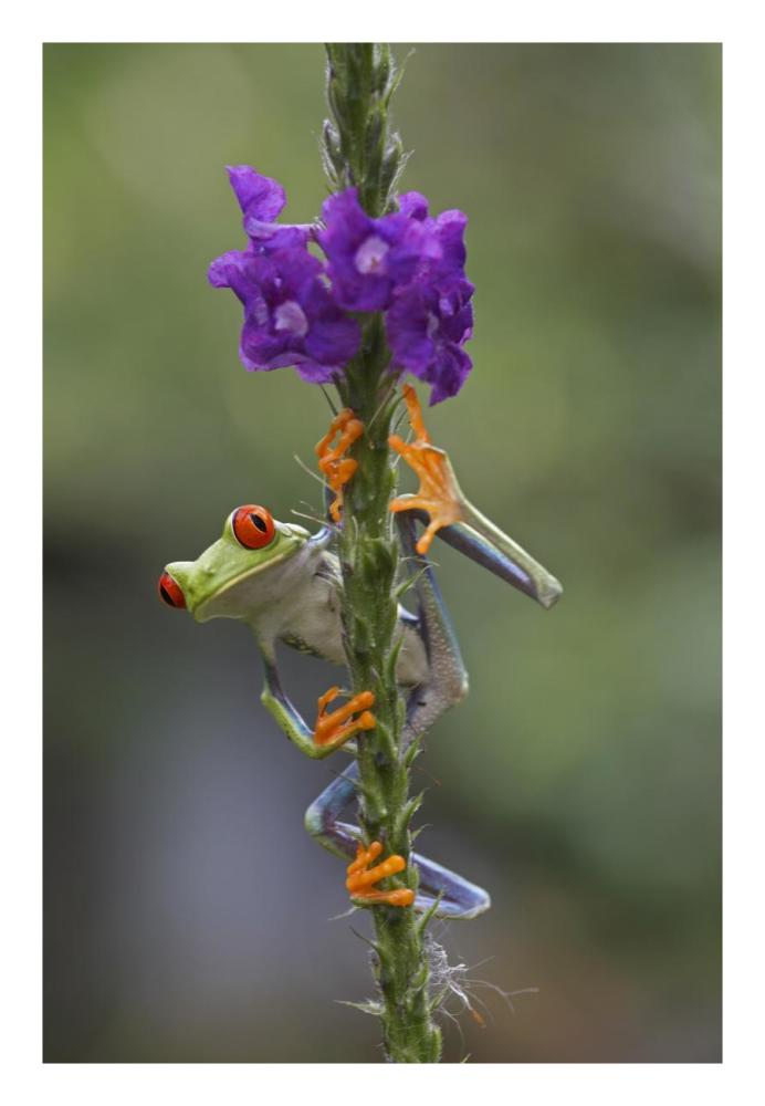 Red-eyed Tree Frog climbing on flower, Costa Rica-Paper Art-18"x26"