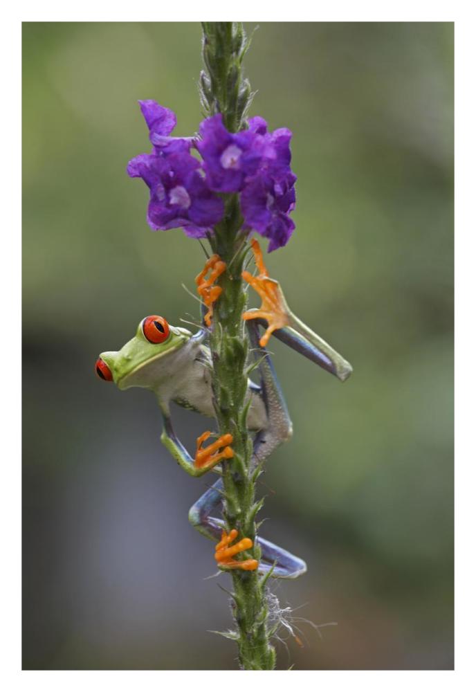 Red-eyed Tree Frog climbing on flower, Costa Rica-Paper Art-22"x32"