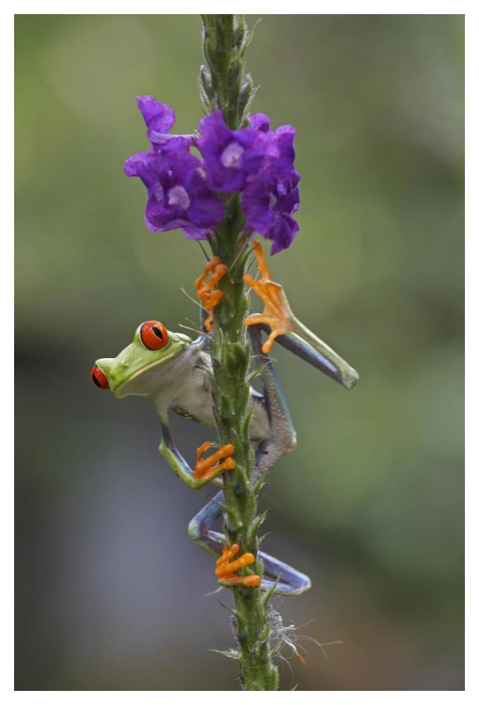 Red-eyed Tree Frog climbing on flower, Costa Rica-Paper Art-34"x50"