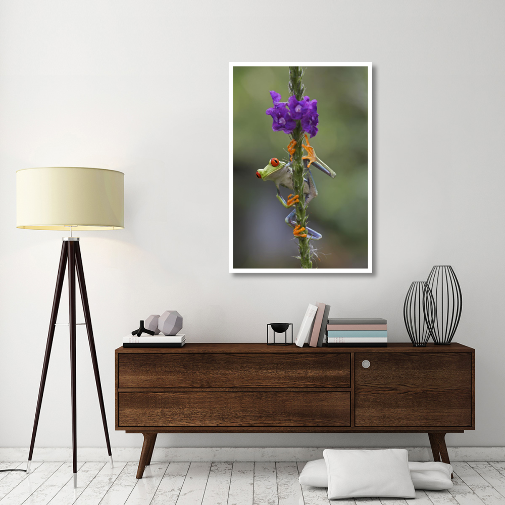 Red-eyed Tree Frog climbing on flower, Costa Rica-Paper Art-34&quotx50"