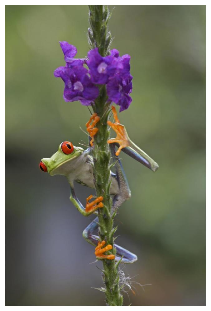 Red-eyed Tree Frog climbing on flower, Costa Rica-Paper Art-42"x62"