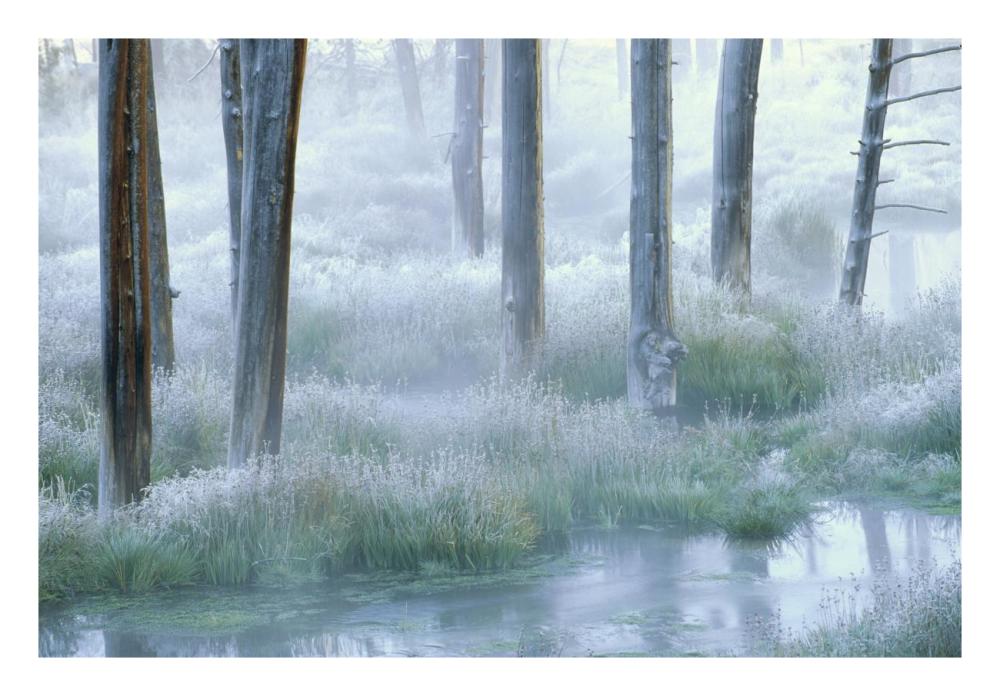 Frosty morning, Yellowstone National Park, Wyoming-Paper Art-26"x18"