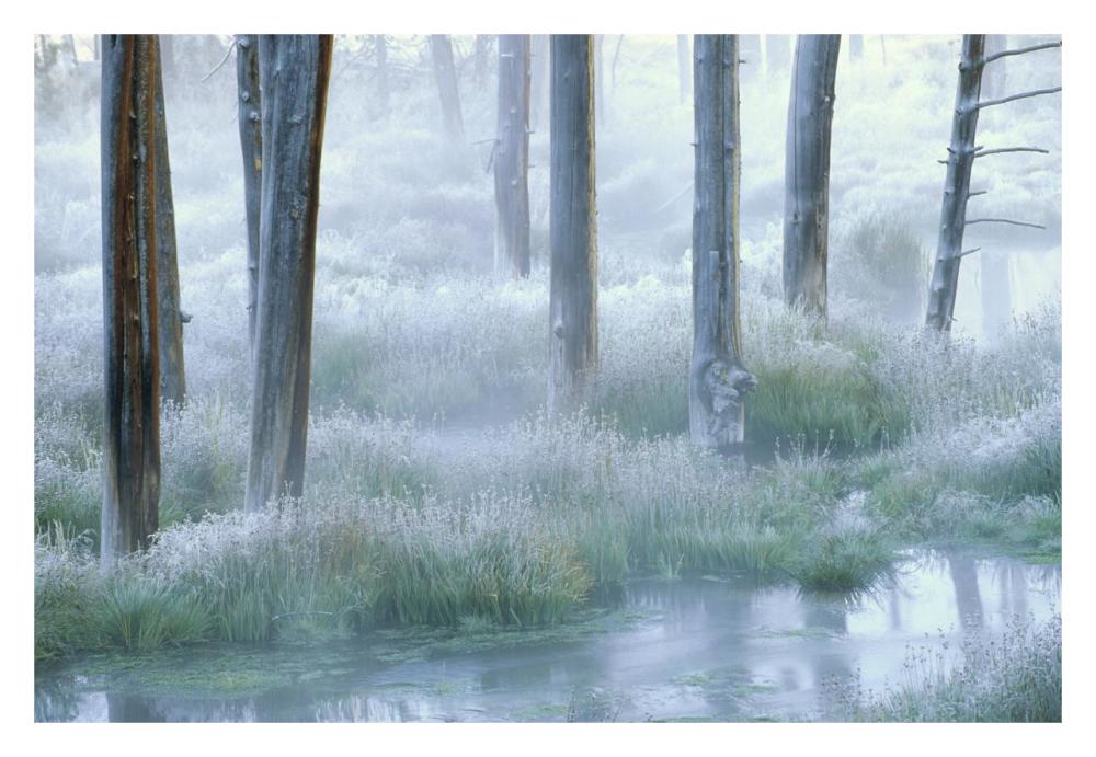 Frosty morning, Yellowstone National Park, Wyoming-Paper Art-32"x22"