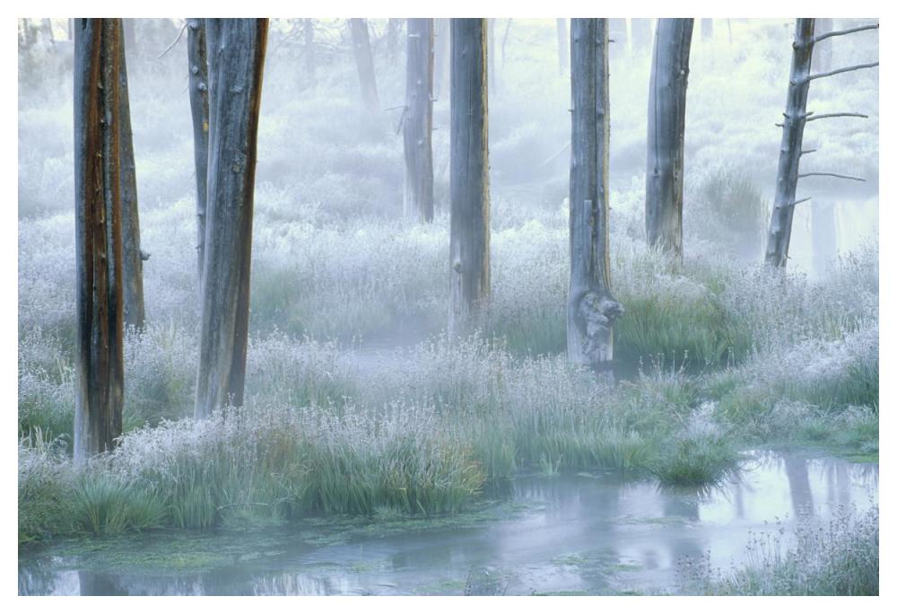 Frosty morning, Yellowstone National Park, Wyoming-Paper Art-50"x34"