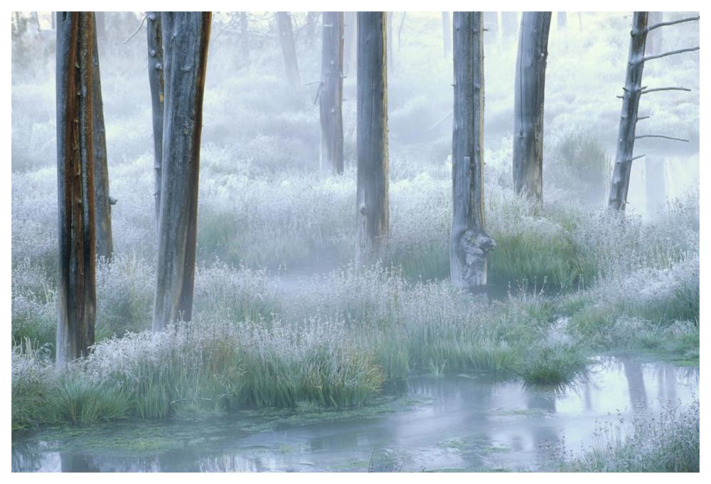 Frosty morning, Yellowstone National Park, Wyoming-Paper Art-62"x42"