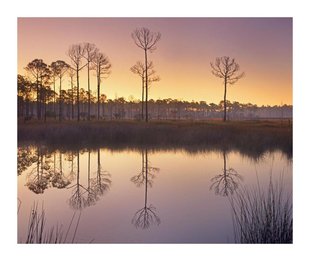 Pineland at Piney Point near Hagen's Cove, Florida-Paper Art-18"x15.12"